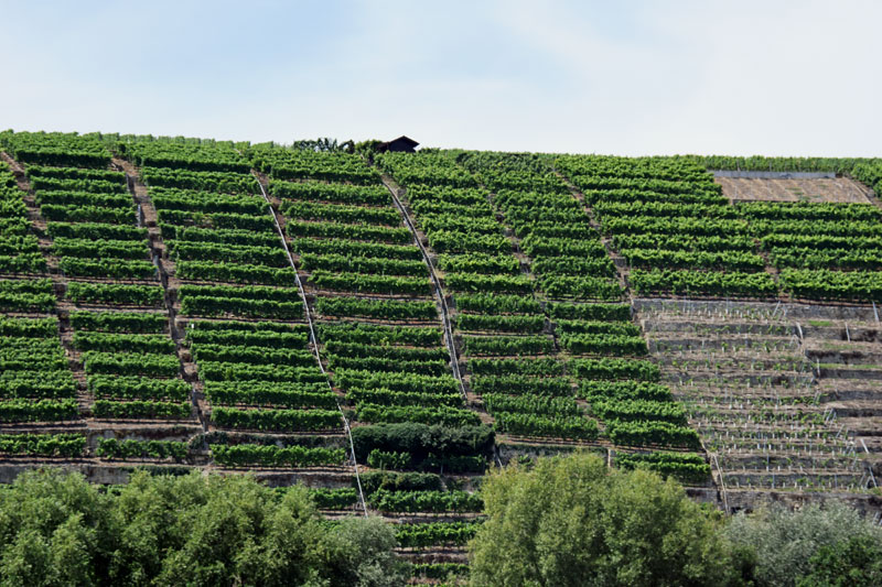 Laufen am Neckar, Terassen-Weinberge im Zabertal