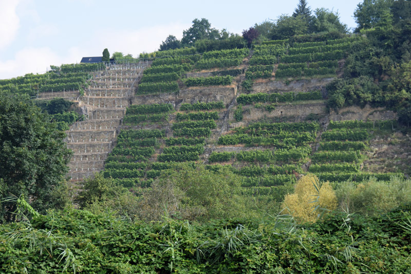 Auf dem Schiff durch die Weinberge